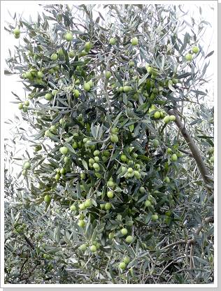 0189_sizilien_2012 (181).jpg